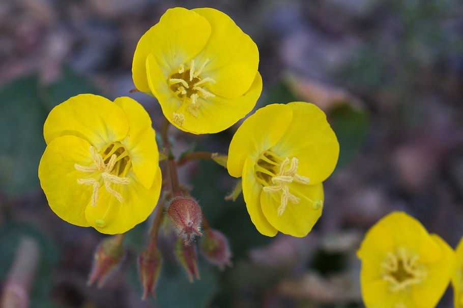 Камиссония цветок