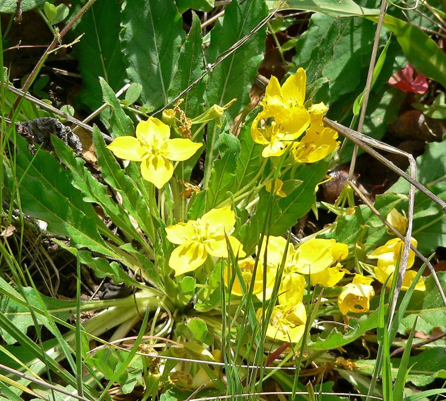 Камиссония Полевая