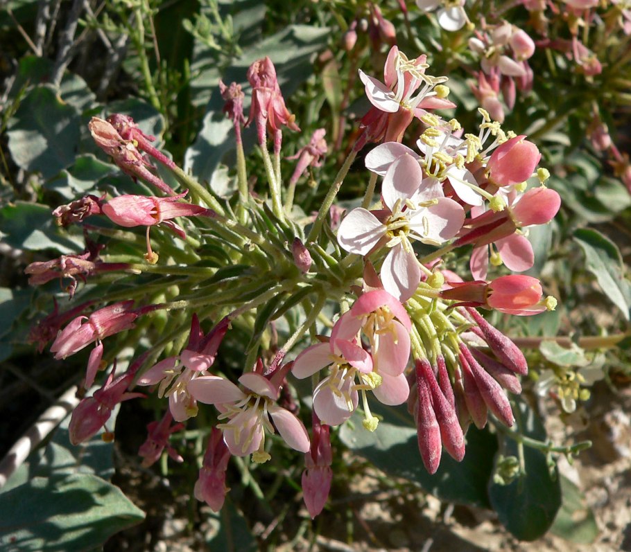 Камиссониопсис хейрантолистный является ядовитым ?