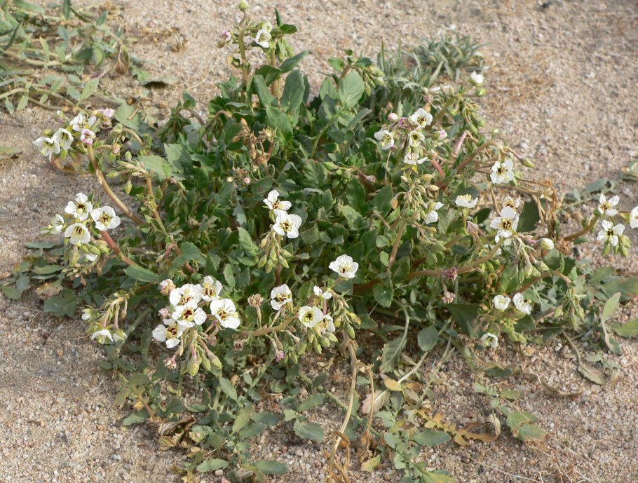 Камиссония Полевая