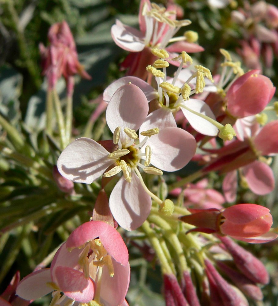 Камиссония Полевая