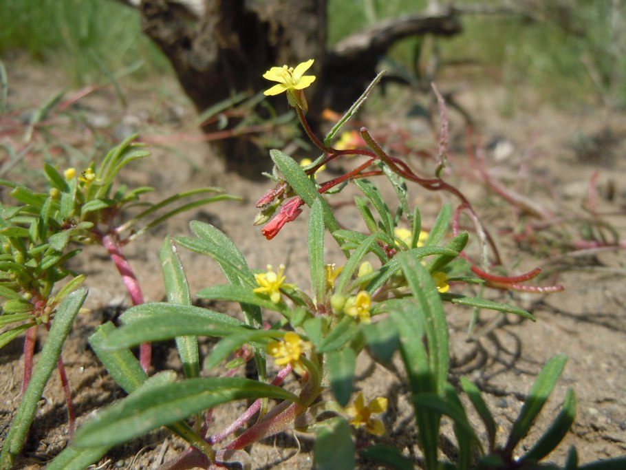 Камиссония цветок