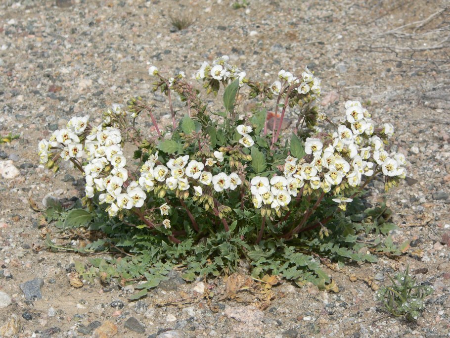 Камиссония Полевая