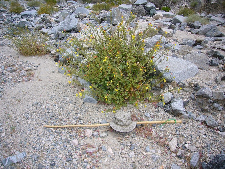 Фацелия колокольчатая(Phacelia campanularia)