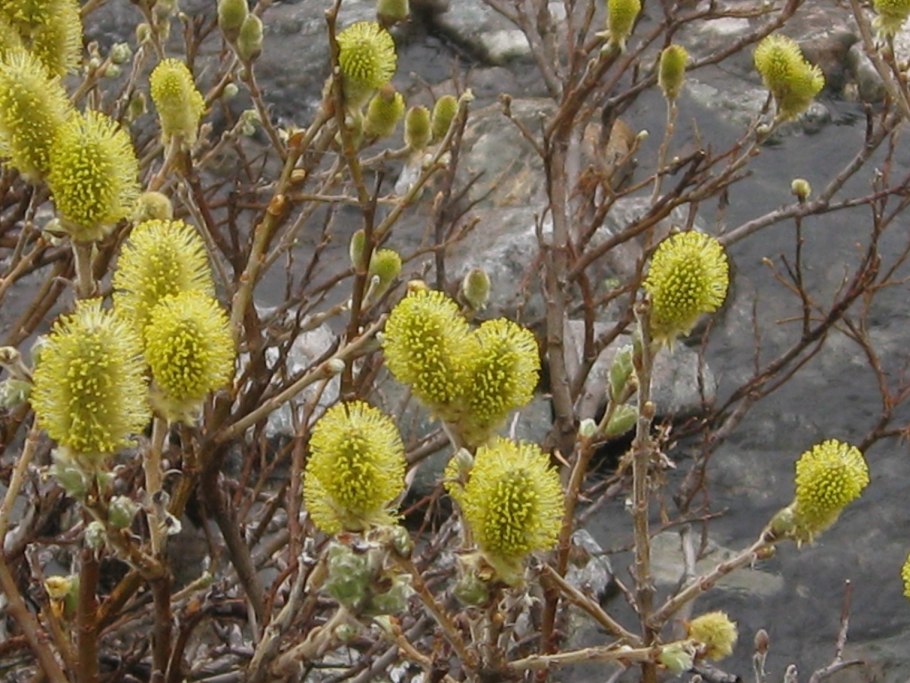Ива мохнатая Salix Lanata