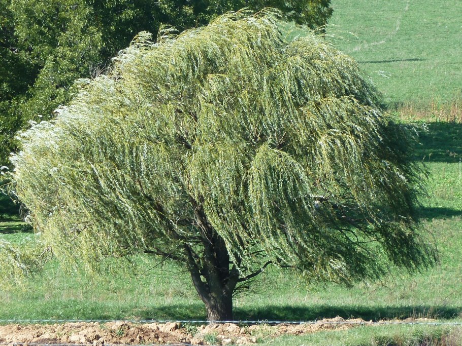 Ива Лапландская Salix lapponum