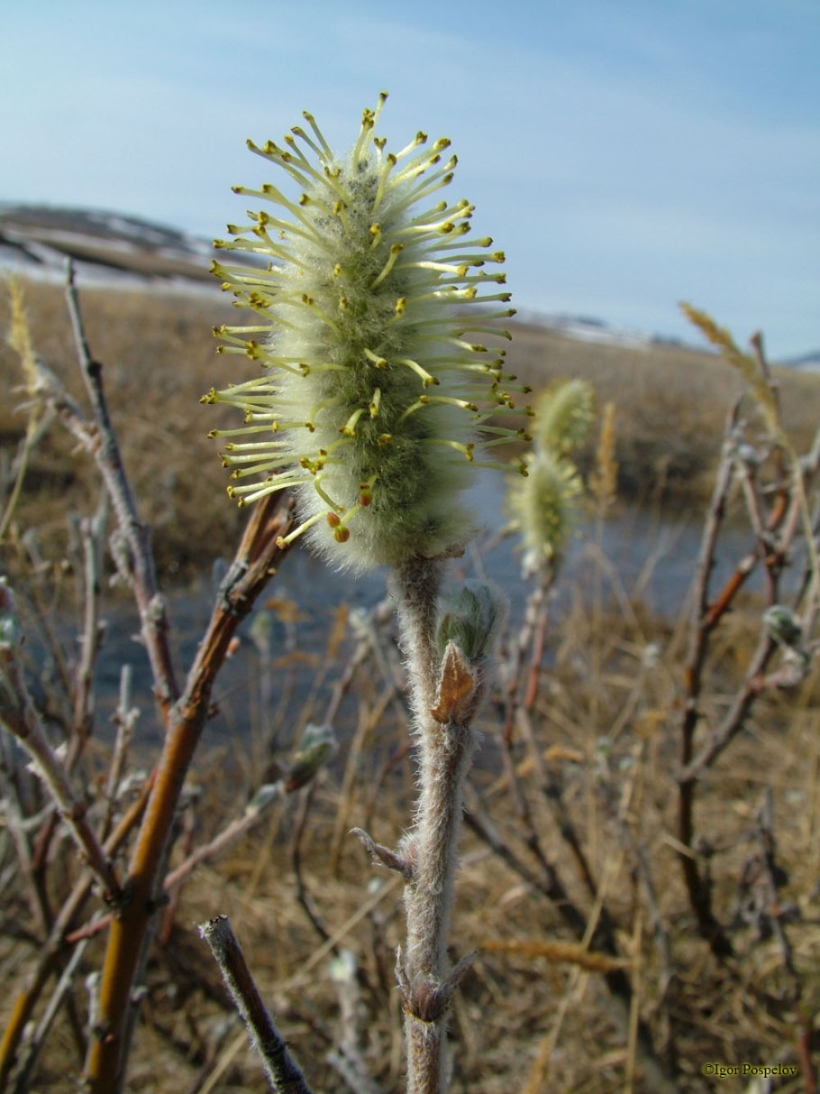 Ива сизая Haltia