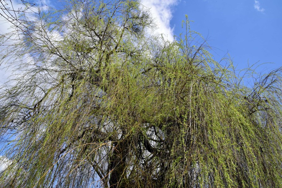 Ива пепельная Salix cinerea l.