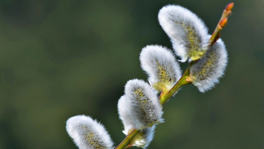 Шелюга красная краснотал