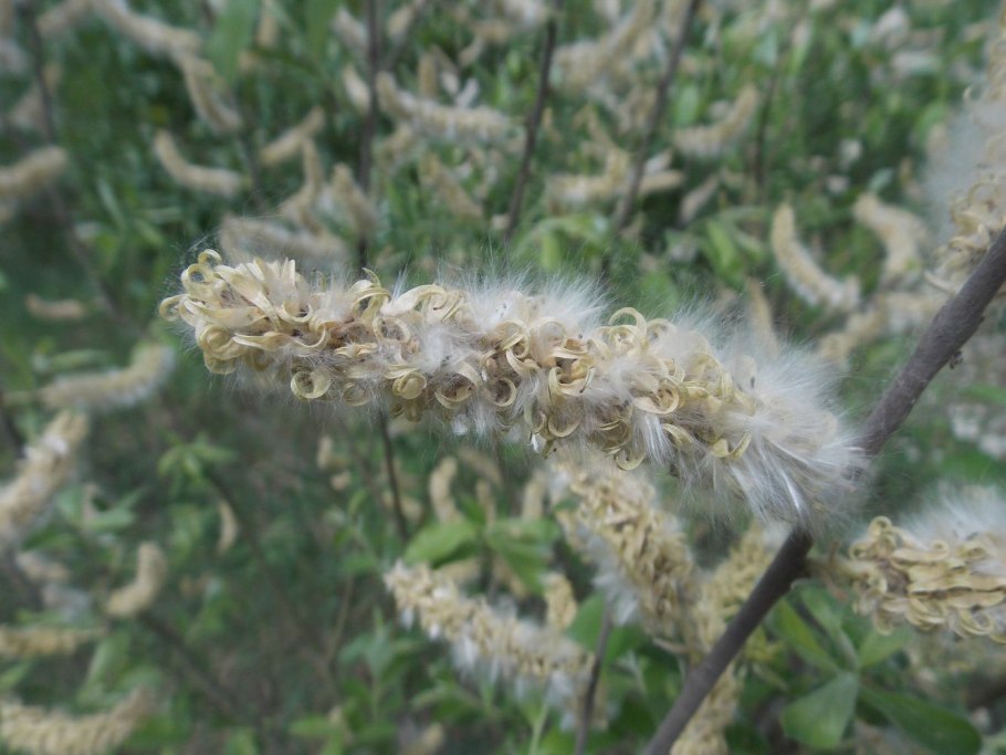 Salix saxatilis