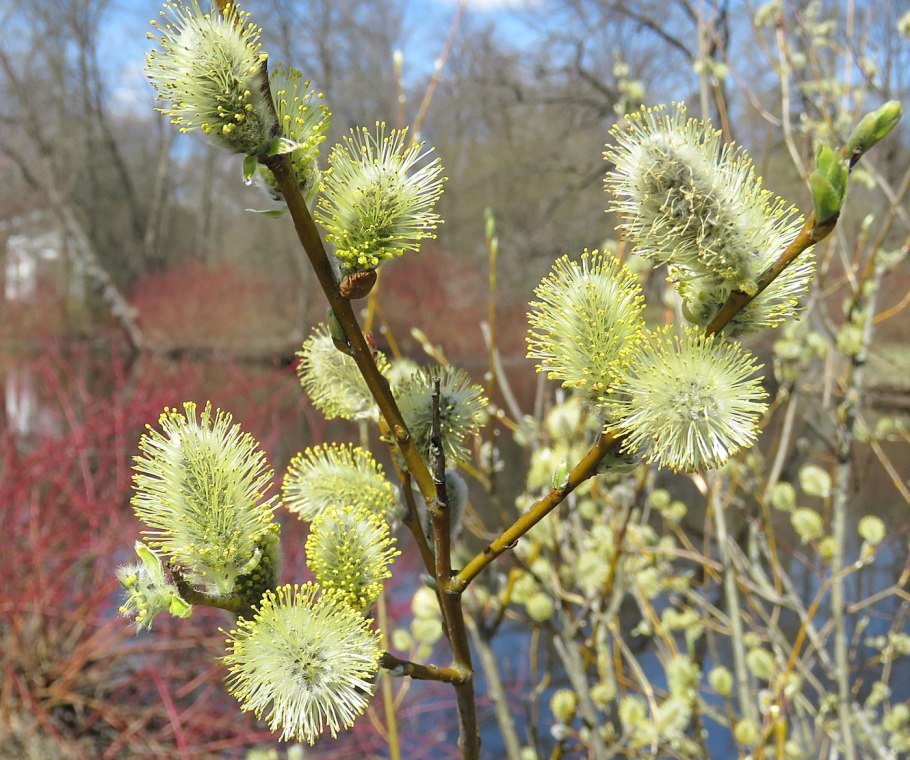 Salix 'Tuhkimo'