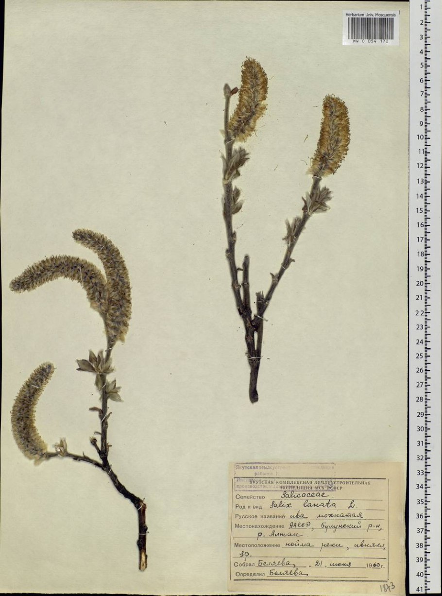 Ива калликарпа хальт