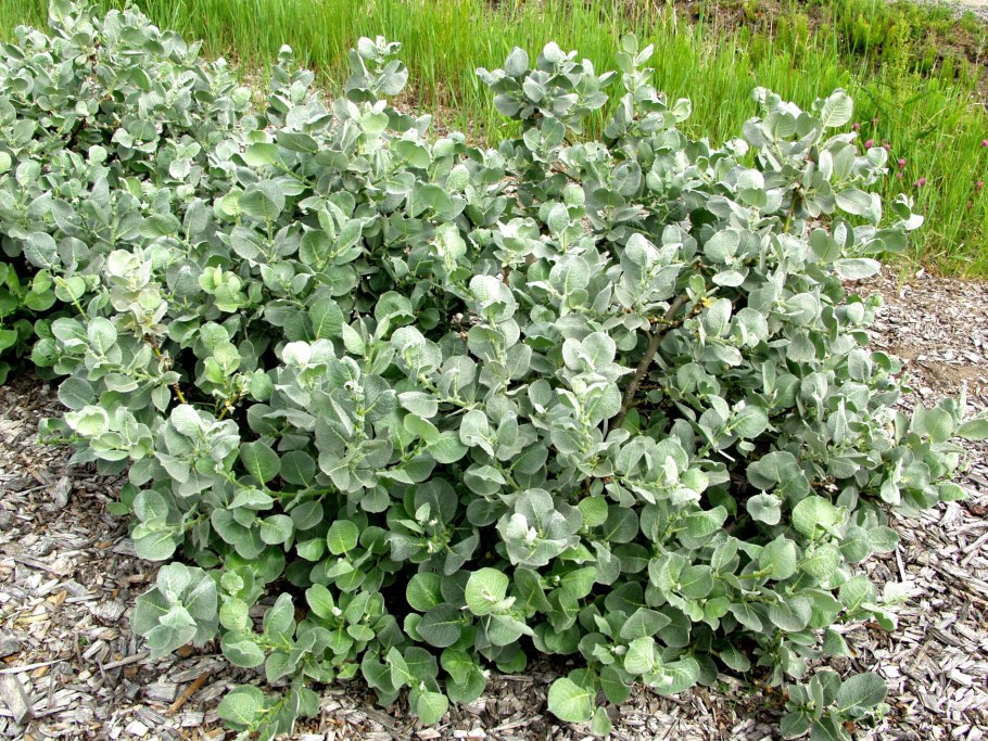 Ива дерево шерстистая