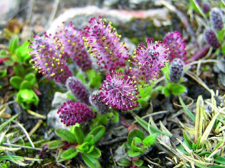 Ива серая Salix cinerea