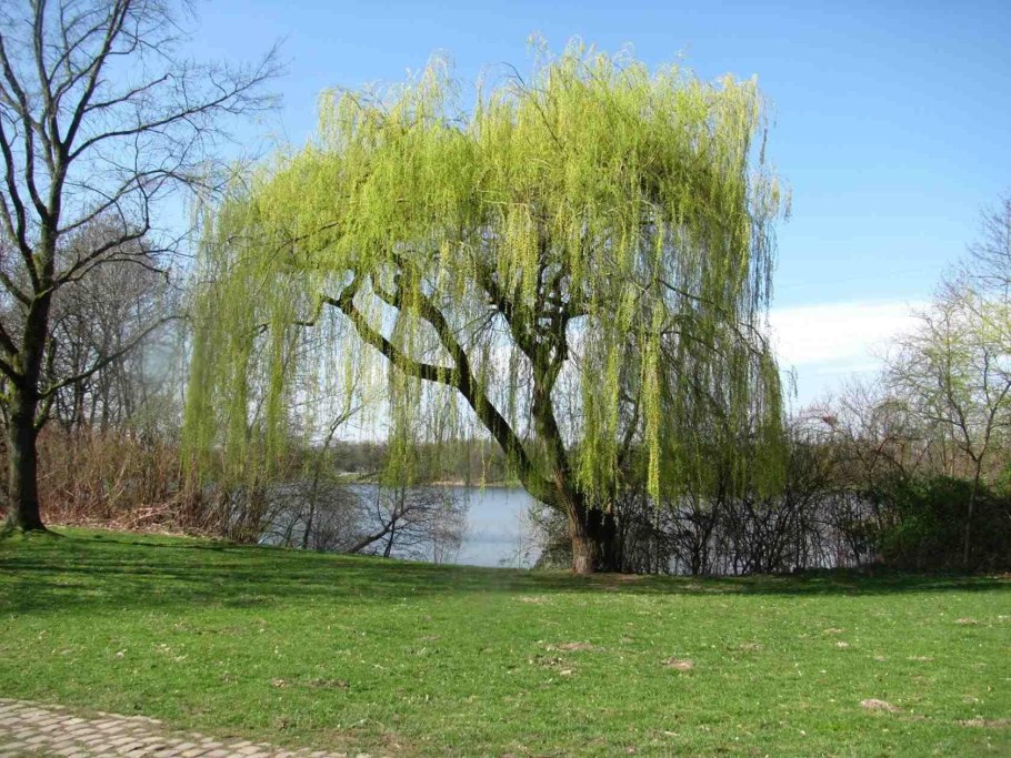 Ива Вавилонская плакучая