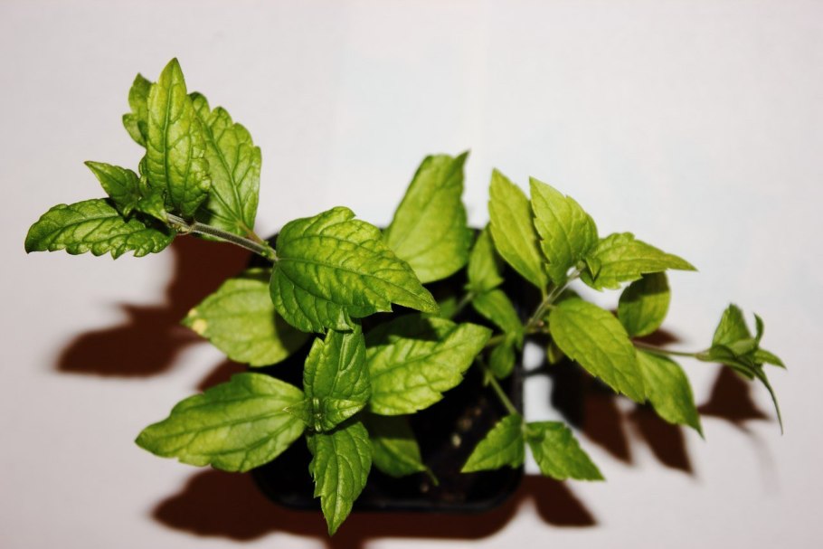 Калея закатечичи растение