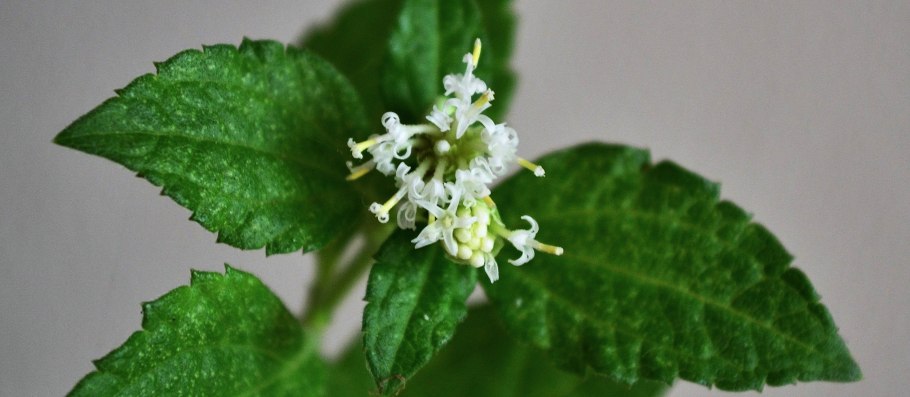 Алкоран Дамиана