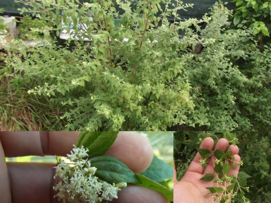 Трава Калея закатечичи