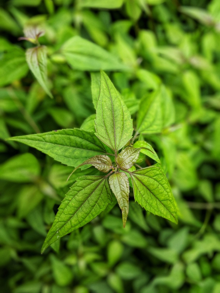 Калея закатечичи растение