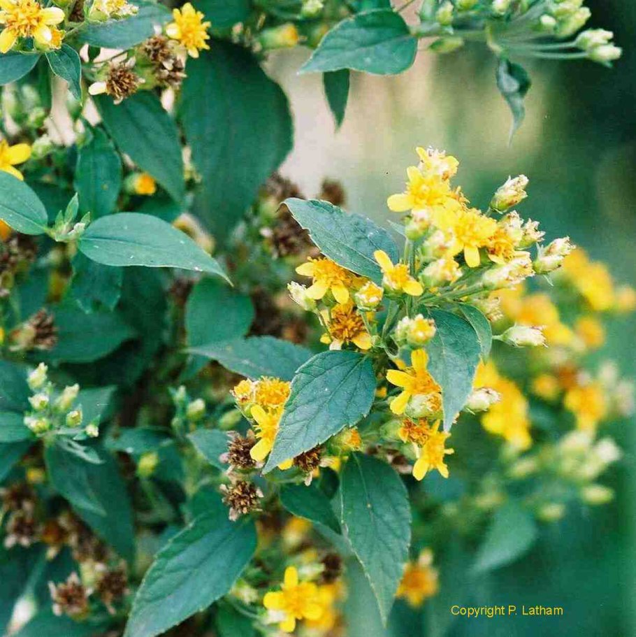 Калея закатечичи