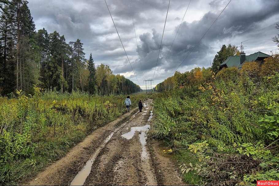Лесная колея
