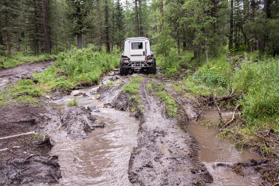 Трава Калея закатечичи