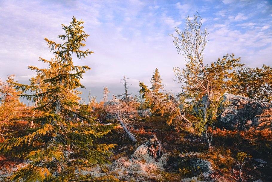 Ель обыкновенная Конка