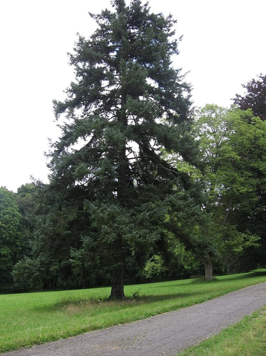 Скандинавская ель картинки красивые летом