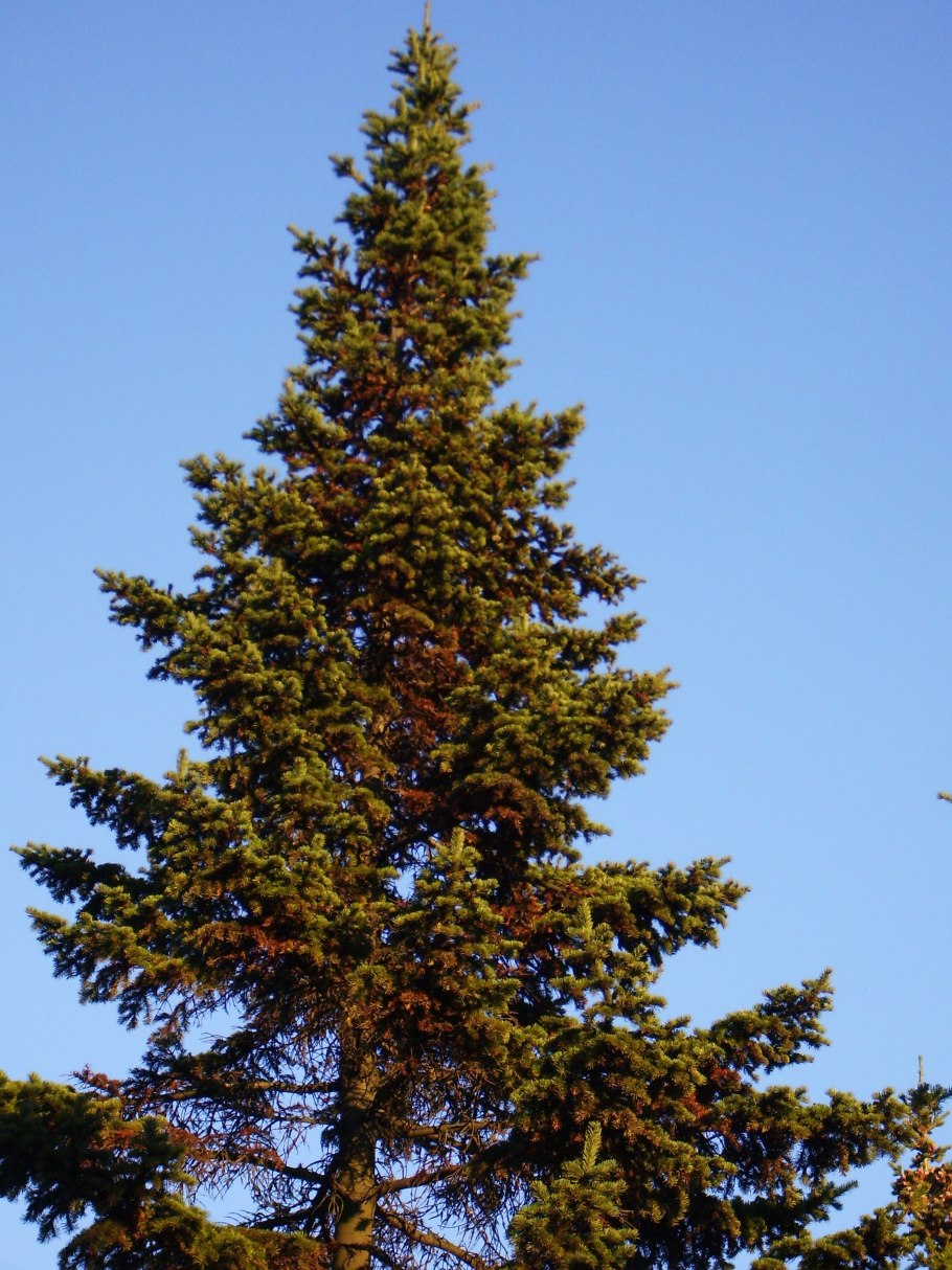 Карельская ель пихта