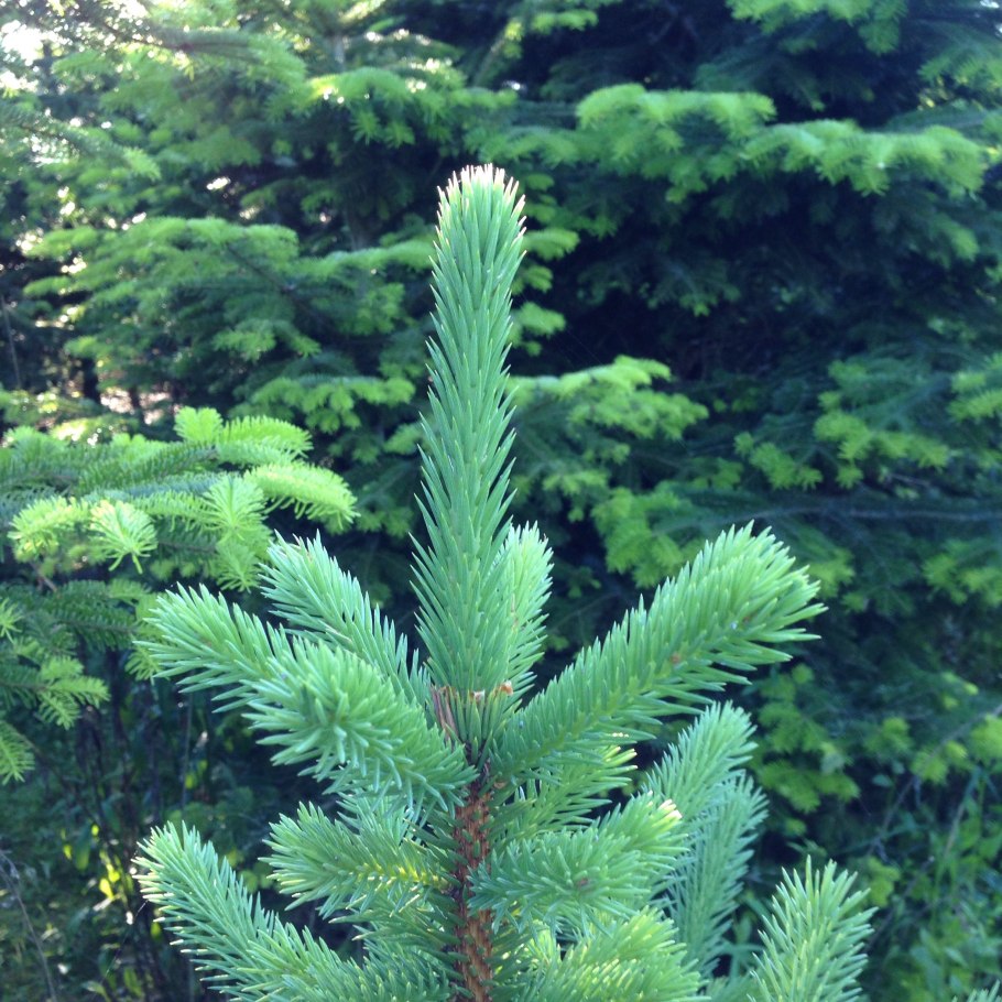 Ель Сахалинская