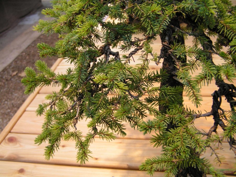 Ель обыкновенная шишка