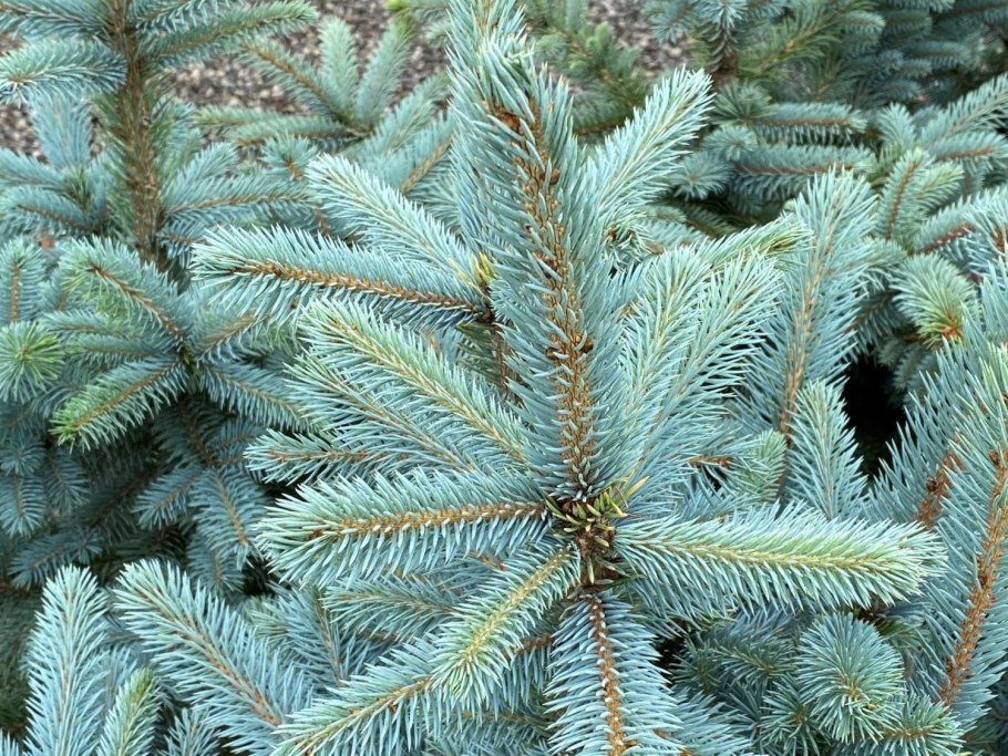 Ель Аянская Picea ajanensis