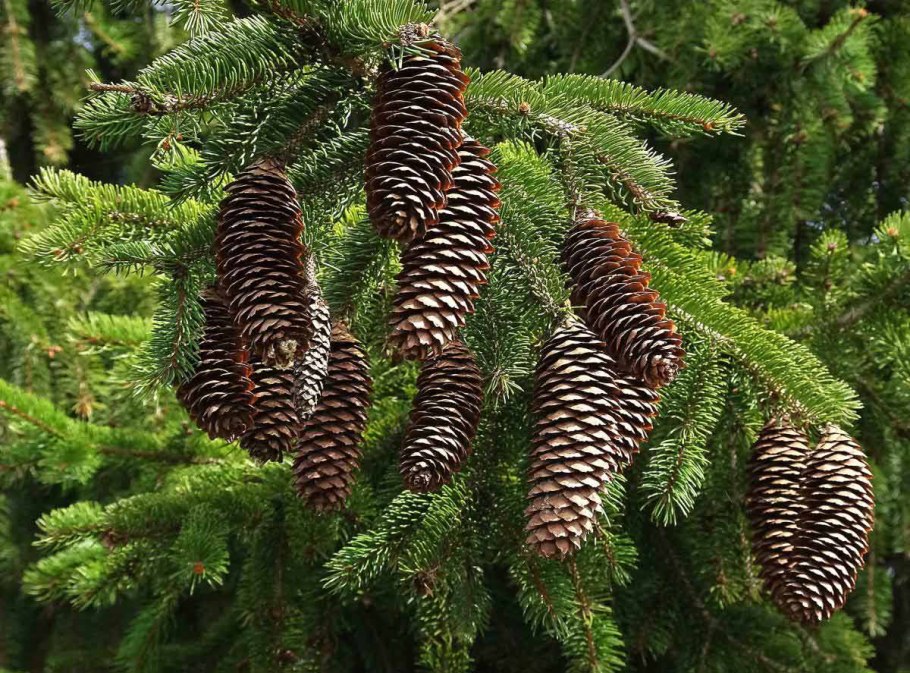 Ель сибирская (picea obovata ledeb.)