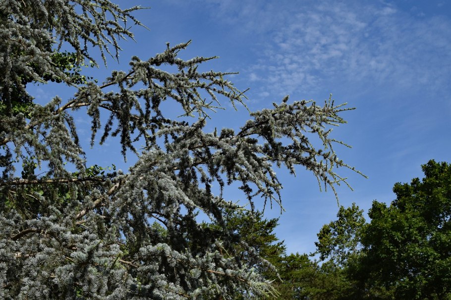 Ель Сибирская хвоинки
