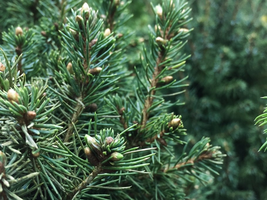 Парма еловый лес