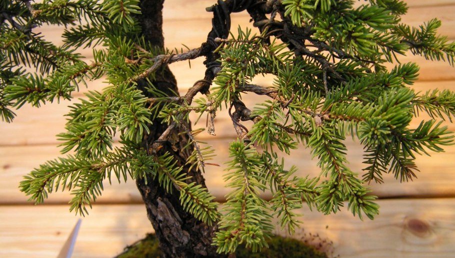 Канадская ель Коника бонсай