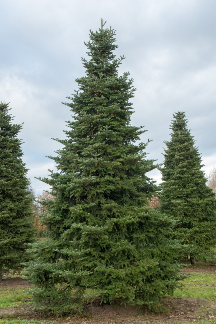 Ель Аянская (Picea jezoensis)