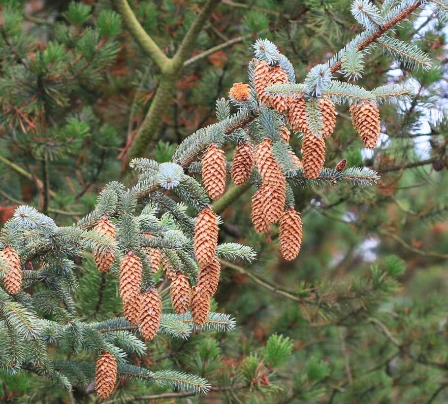 Ель ситхинская (picea sitchensis)