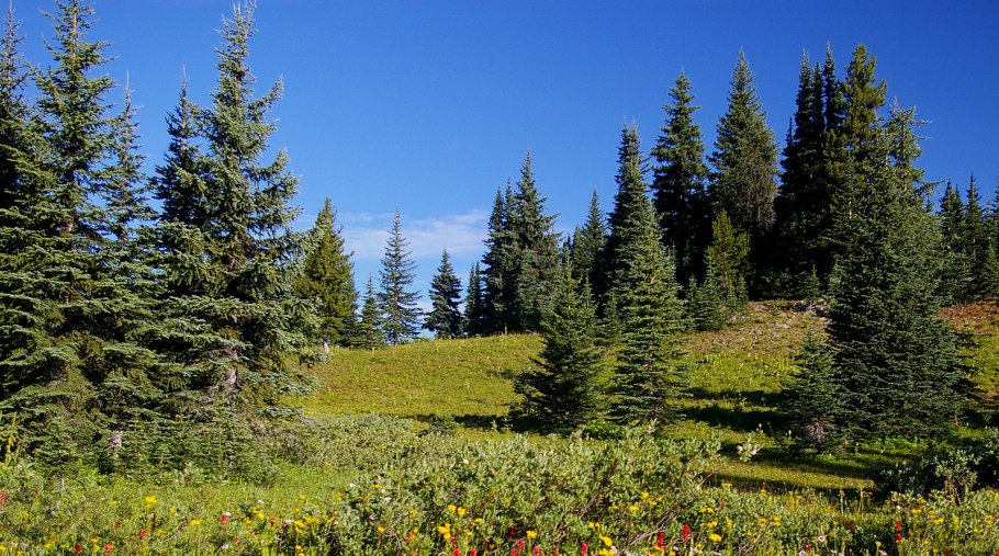 Лес одинокое дерево ель