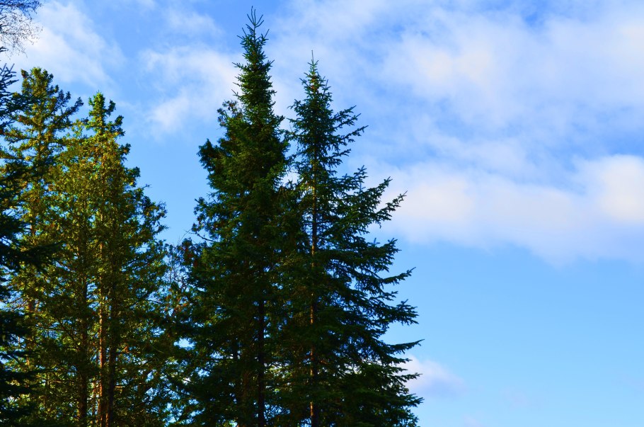 Ель Глена (Picea glehnii)