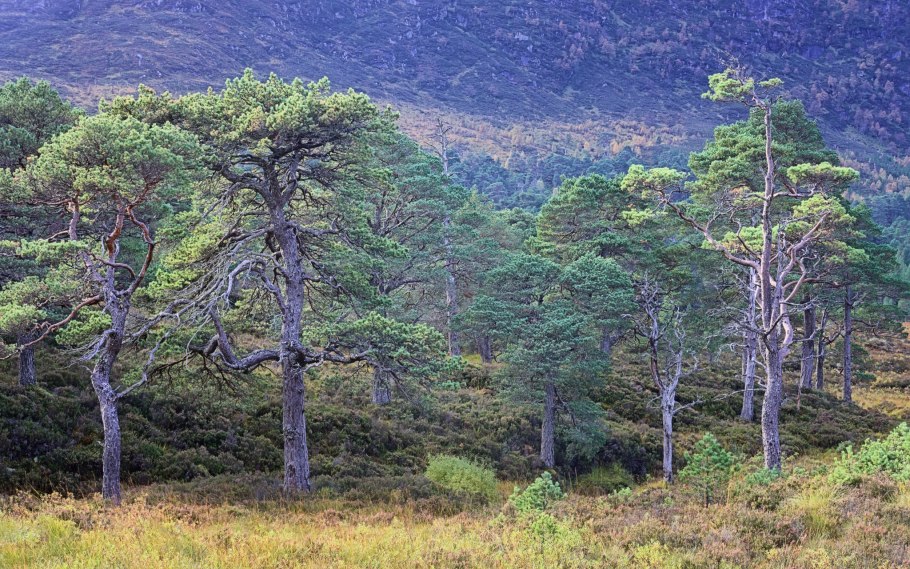 Ель Глена бонсай