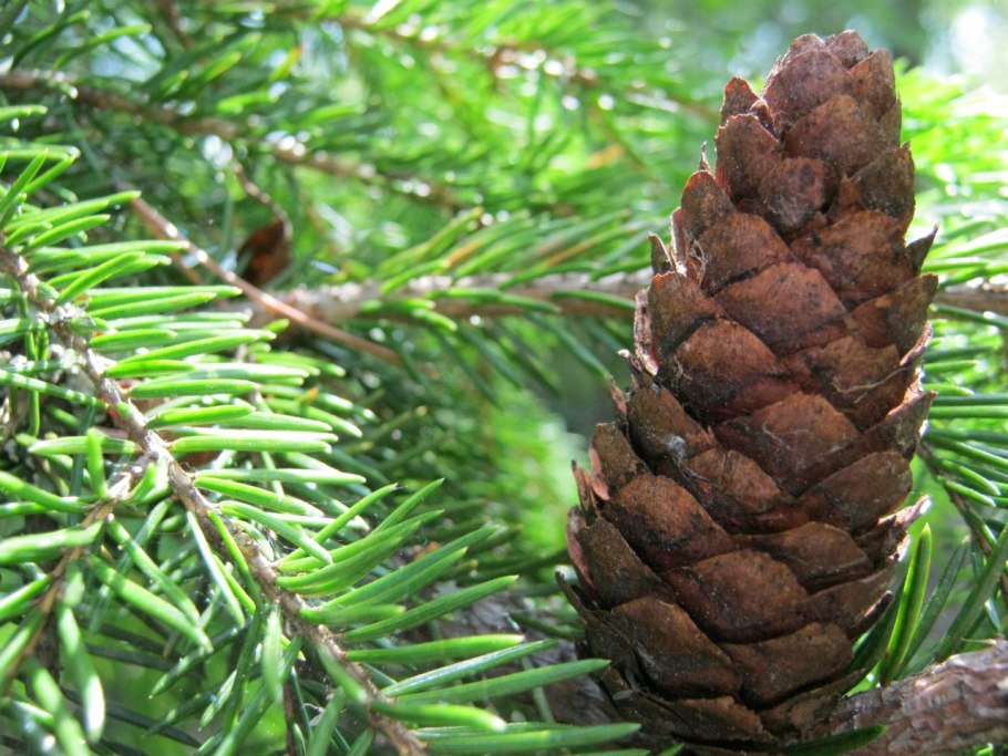 Карельская ель