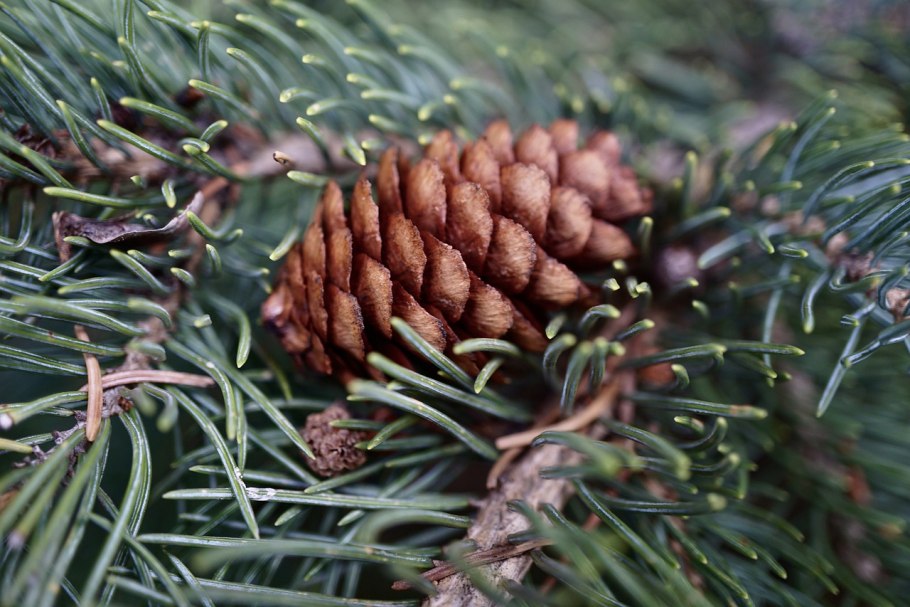 Ель Мейера (Picea meyeri)