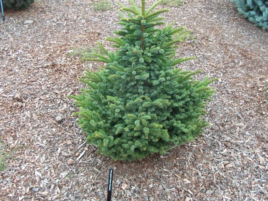 Ель Глена (Picea glehnii)