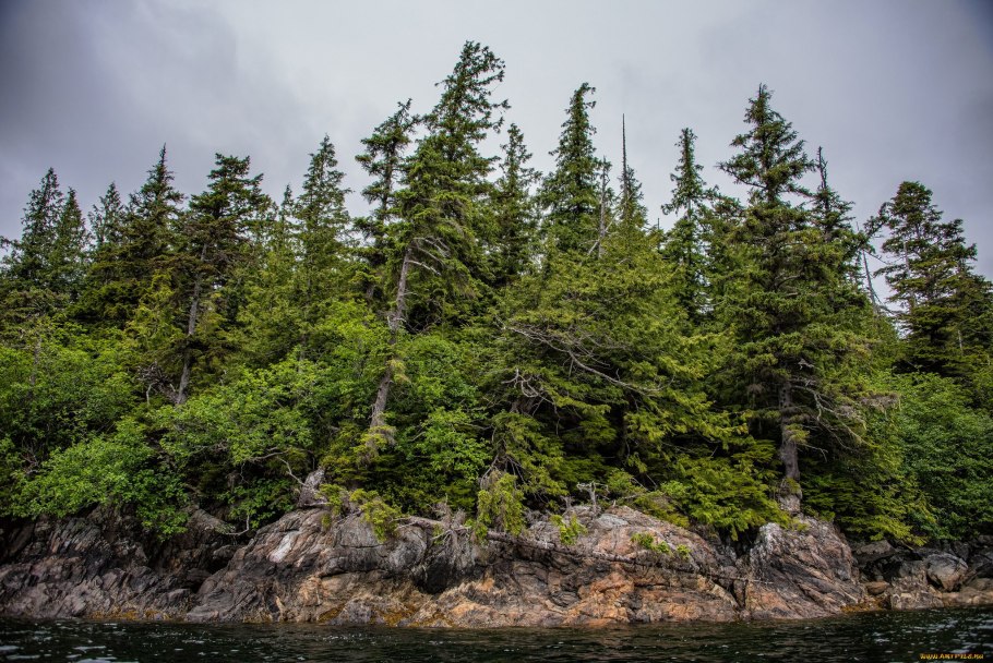 Ель Глена (Picea glehnii)