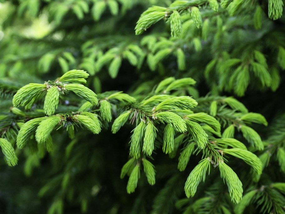 Ель Глена (Picea glehnii)