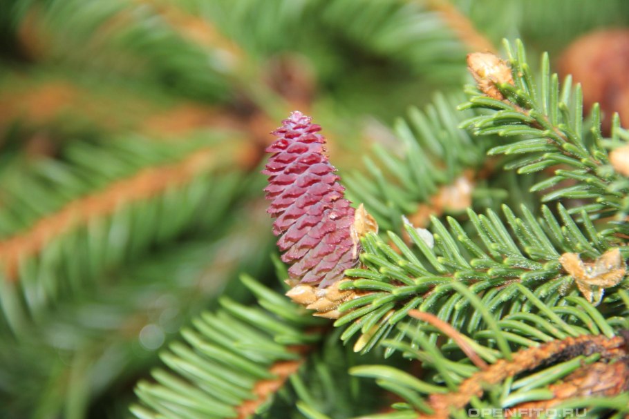 Пихта Абиес Кореана