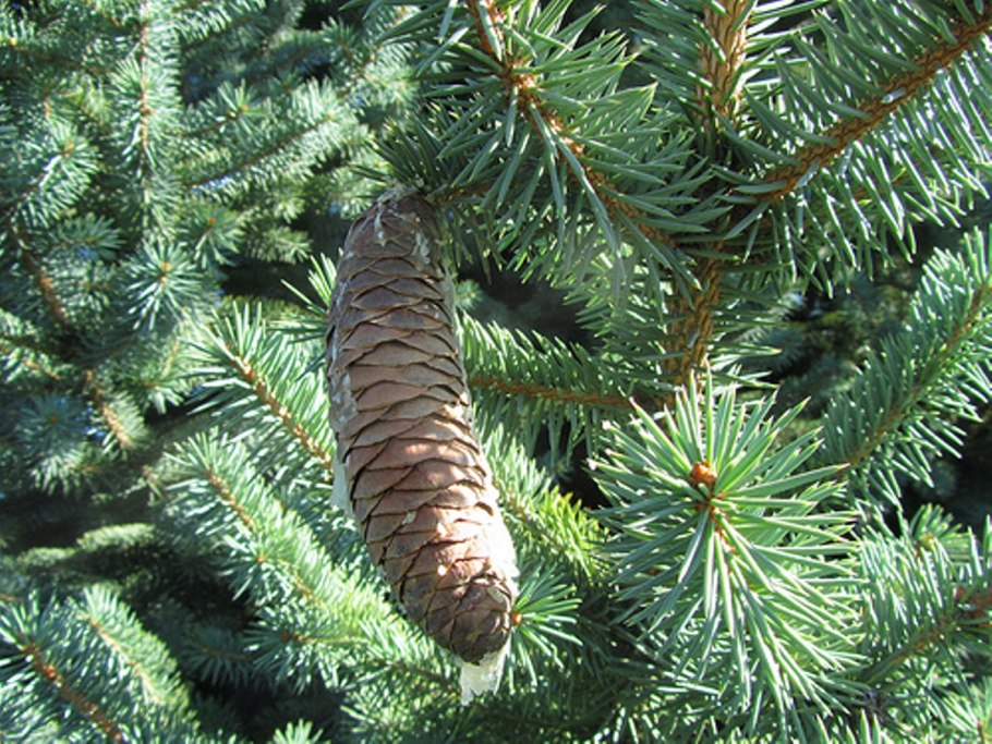 Ель средней полосы России