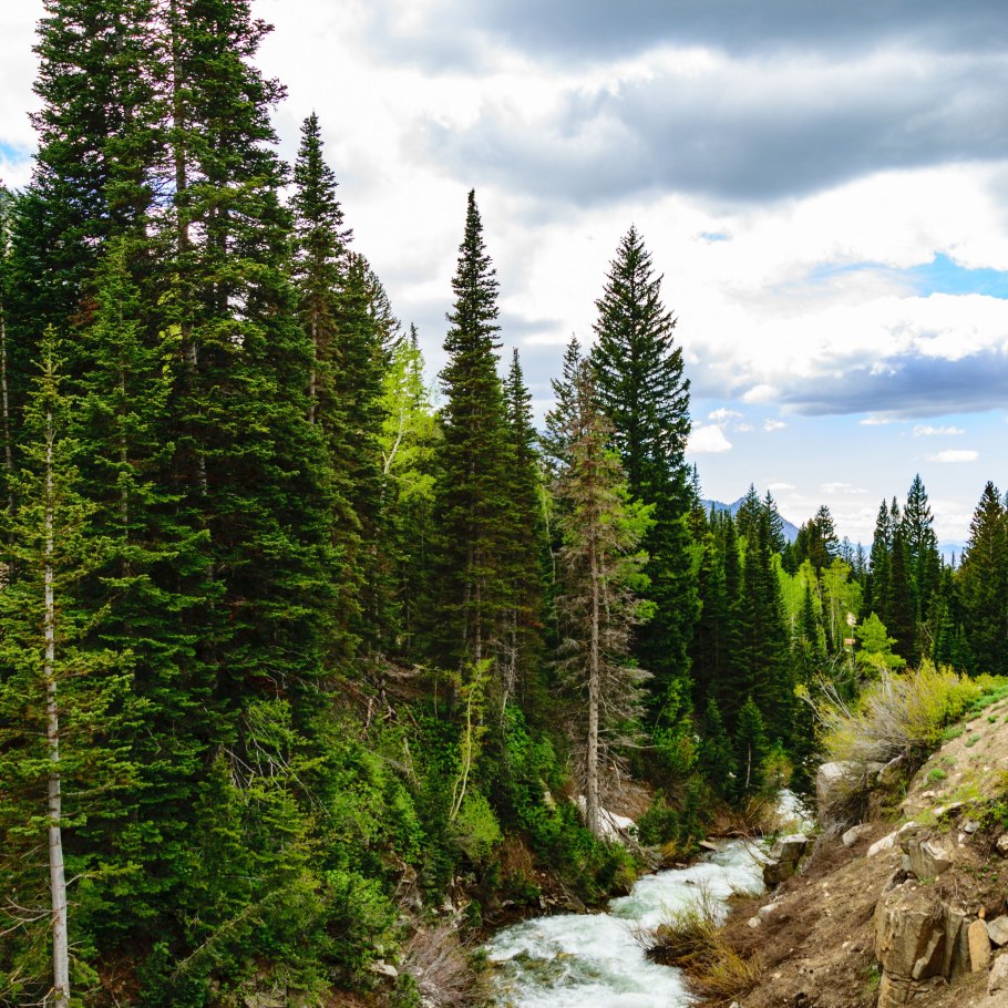 Ель Аянская голубая