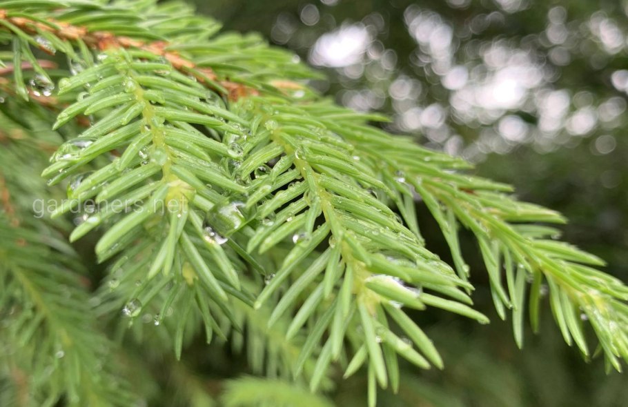 Хвойное дерево